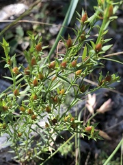 Hypericum drummondii