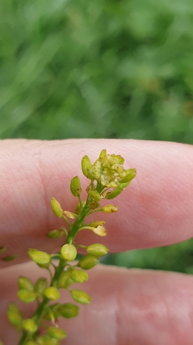 Image of Lepidium africanum by (c) Rosalie Lawrence, some rights reserved (CC BY)