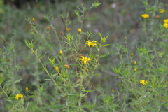 Heterotheca camporum glandulissima