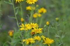 Heterotheca camporum glandulissima