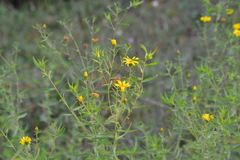 Heterotheca camporum glandulissima