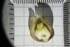Catasetum roseo-album