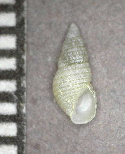 Odostomia helga observed 2023-04-29