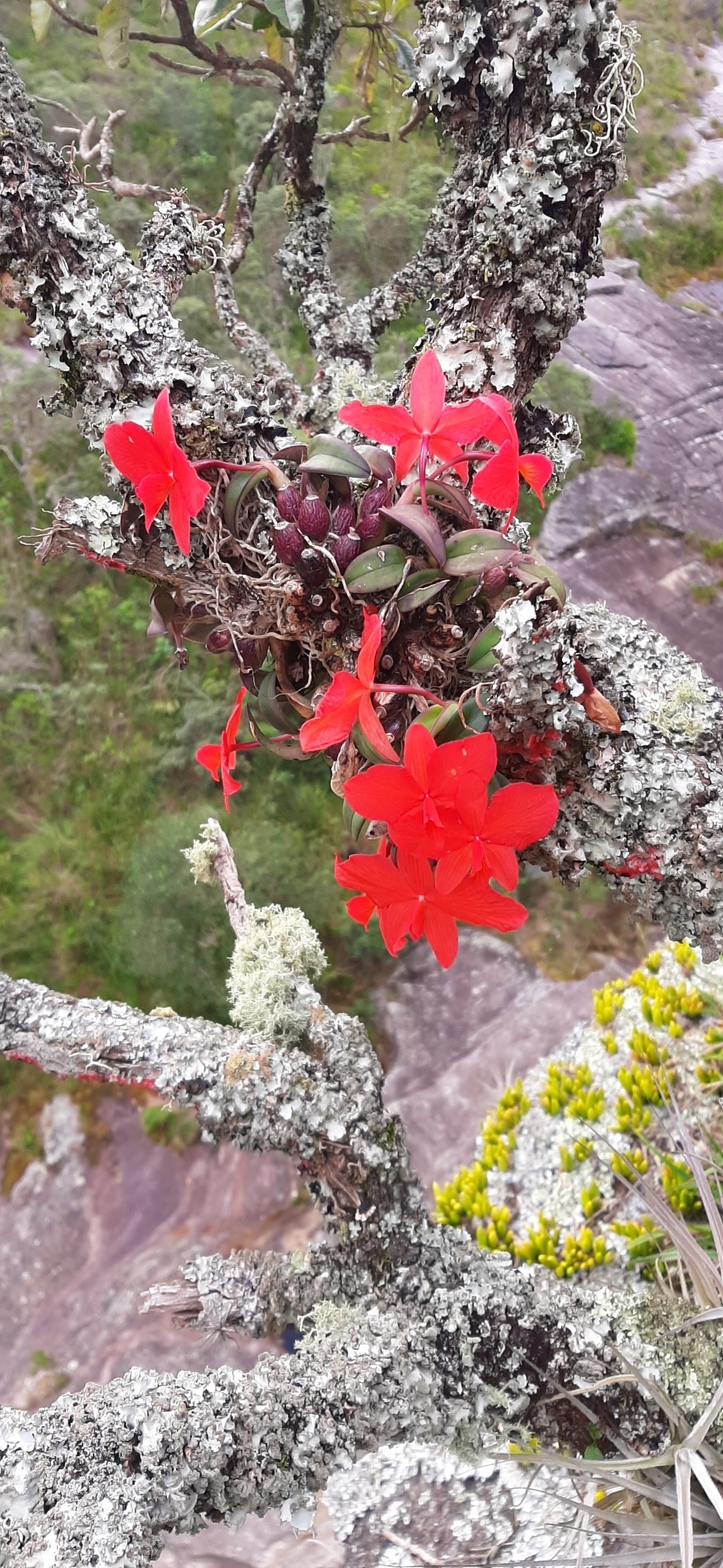 Imagem de Orquídea