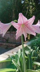 Hippeastrum reticulatum