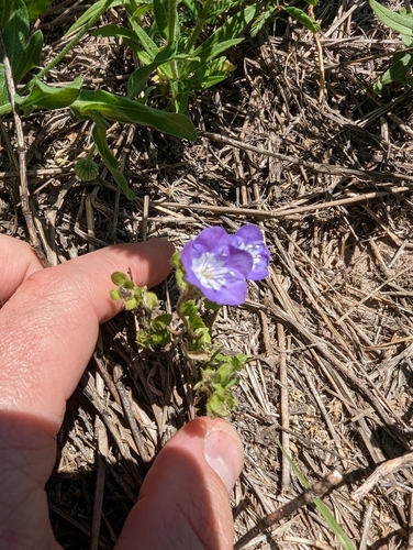 Image of Phacelia patuliflora by (c) Cleveland Powell, some rights reserved (CC BY)