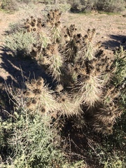 Grusonia kunzei