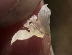 Cuscuta pacifica pacifica