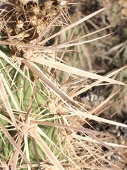 Grusonia kunzei