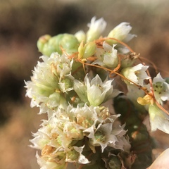 Cuscuta pacifica pacifica