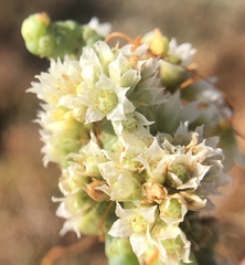 Cuscuta pacifica pacifica