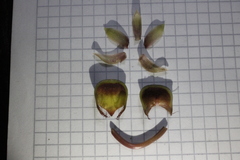 Catasetum roseo-album