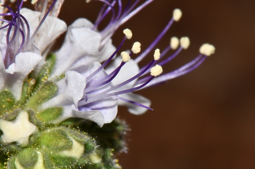 plateau phacelia (Phacelia rafaelensis)