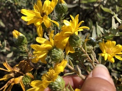 Grindelia stricta angustifolia