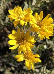Grindelia stricta angustifolia