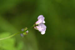 Vicia disperma