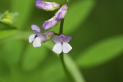 Vicia disperma