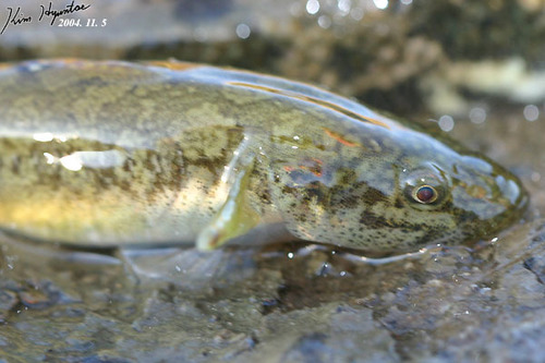 Gymnogobius urotaenia