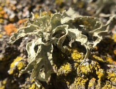 Ramalina canariensis