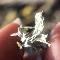 Ramalina canariensis