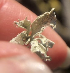 Ramalina canariensis