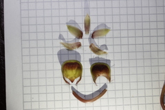 Catasetum roseo-album