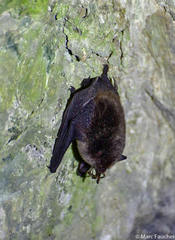 Pipistrellus abramus