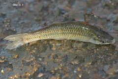 Pseudorasbora parva