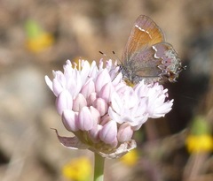 Callophrys muiri