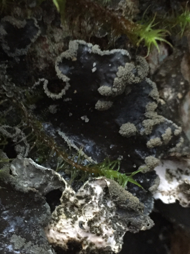Powdered Moon Lichen