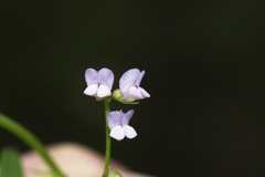 Vicia disperma