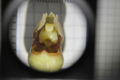 Catasetum roseo-album