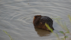 Castor canadensis