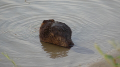 Castor canadensis