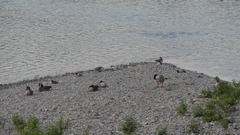 Branta canadensis