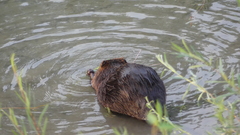 Castor canadensis