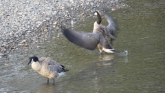 Branta canadensis