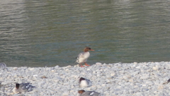 Mergus merganser
