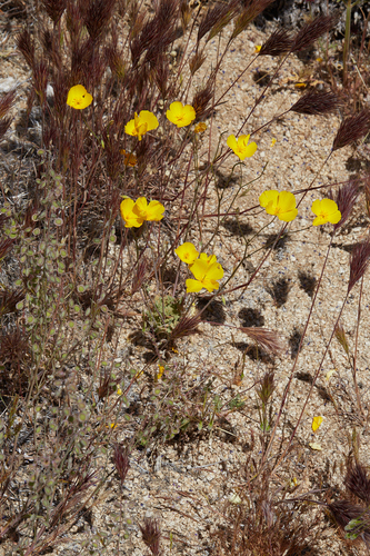 Eschscholzia androuxii (Eschscholzia androuxii)