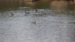 Branta canadensis