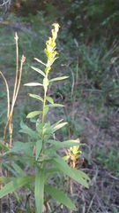 Euthamia gymnospermoides