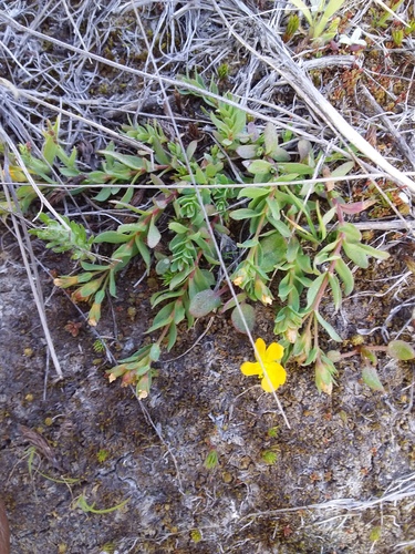 Hypericum brevistylum (Hypericum brevistylum)