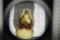 Catasetum roseo-album