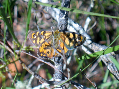Heteronympha penelope