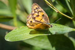 Heteronympha penelope