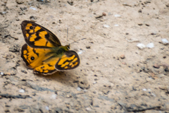 Heteronympha penelope