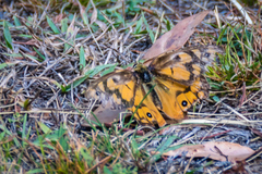 Heteronympha penelope