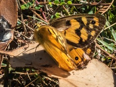 Heteronympha penelope
