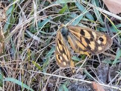 Heteronympha penelope