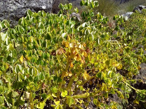 Oxalis tuberosa, photograph 6